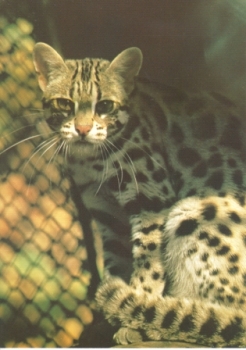 Kočka Bengálská xxxx 95 026 CZ ** - Fauna